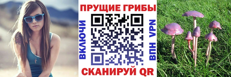 ссылка на мегу вход  мориарти какой сайт  Псилоцибиновые грибы Psilocybine cubensis  как найти закладки  Лахденпохья 